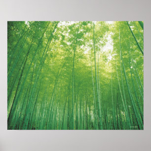 Bamboo Forest Poster