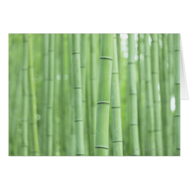 Bamboo Grove (Voorkant Horizontaal)