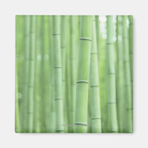 Bamboo Grove Magneet