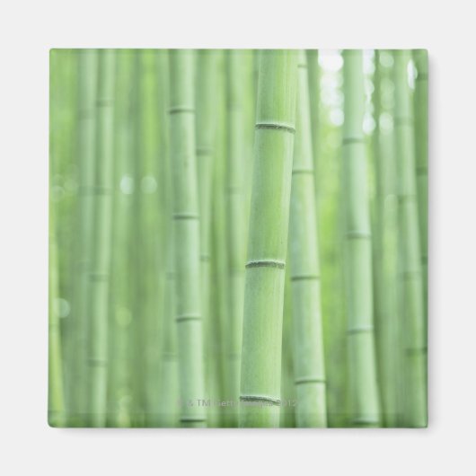Bamboo Grove Magneet (Voorkant)