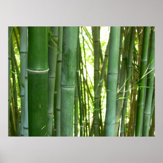 Bamboo Grove Poster (Voorkant)