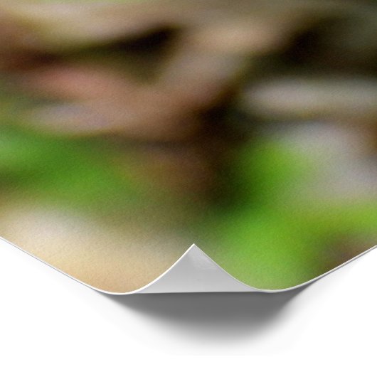 Bamboo kweken poster (Hoek)