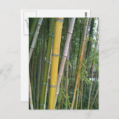 Bamboo Reeds Briefkaart (Voorkant / Achterkant)