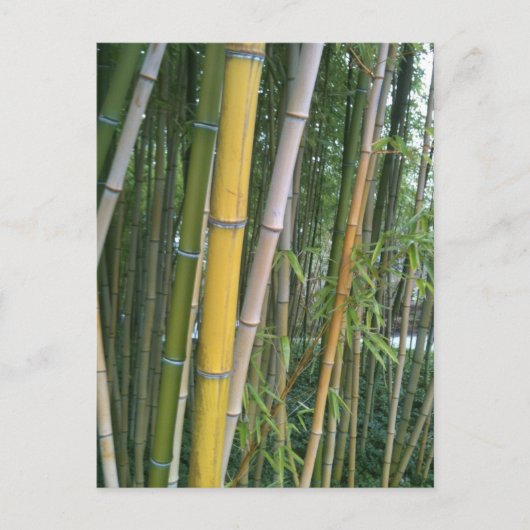 Bamboo Reeds Briefkaart (Voorkant)