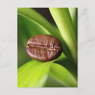 Bambus Kaffeebohne Briefkaart