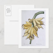 Banaan, 1816 briefkaart (Voorkant / Achterkant)