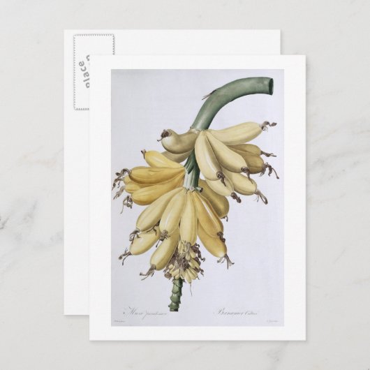 Banaan, 1816 briefkaart (Voorkant / Achterkant)