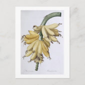 Banaan, 1816 briefkaart (Voorkant)