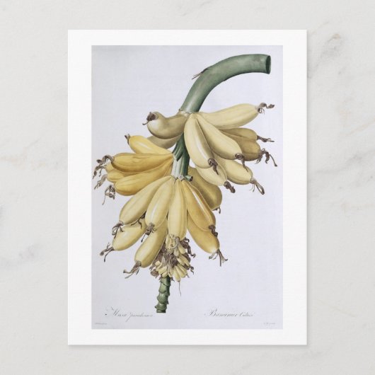 Banaan, 1816 briefkaart (Voorkant)