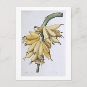 Banaan, 1816 briefkaart