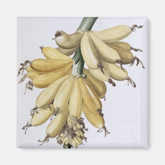 Banaan, 1816 magneet (Voorkant)