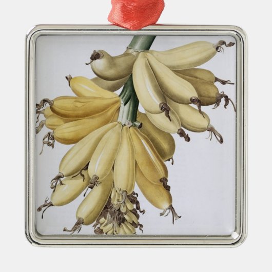 Banaan, 1816 metalen ornament (Voorkant)