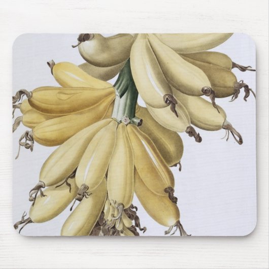 Banaan, 1816 muismat (Voorkant)