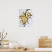 Banaan, 1816 poster (Keuken)