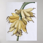 Banaan, 1816 poster (Voorkant)