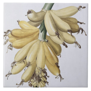 Banaan, 1816 tegeltje