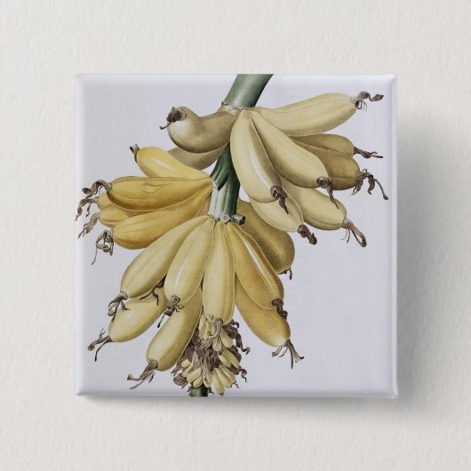 Banaan, 1816 vierkante button 5,1 cm (Voorkant)