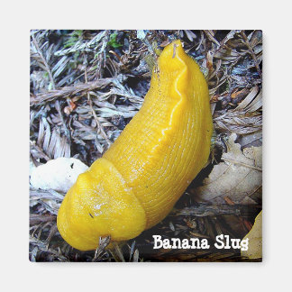 Banaan Slug Magnet