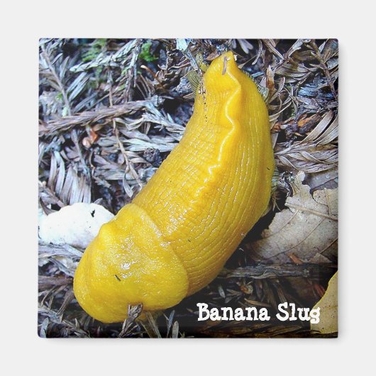 Banaan Slug Magnet (Voorkant)