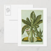 Banaan, van Phytanthoza Iconographi van J. Briefkaart (Voorkant / Achterkant)