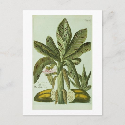 Banaan, van Phytanthoza Iconographi van J. Briefkaart (Voorkant)