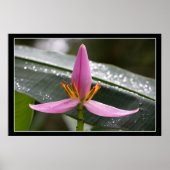 Banaanblazer Poster (Voorkant)