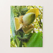 Banaanbomen met bananenvruchten
