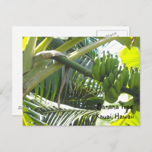 Banaanboom Briefkaart (Voorkant / Achterkant)