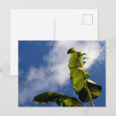 Banaanboombladeren Briefkaart (Voorkant / Achterkant)