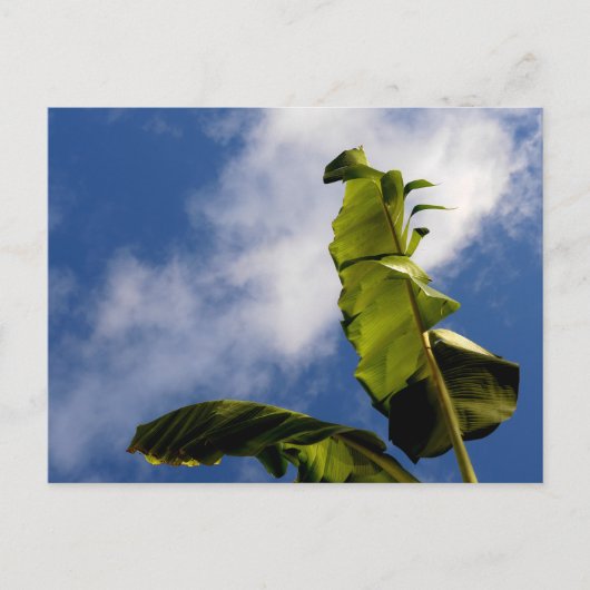 Banaanboombladeren Briefkaart (Voorkant)