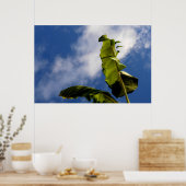 Banaanboombladeren Poster (Keuken)