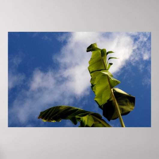 Banaanboombladeren Poster (Voorkant)