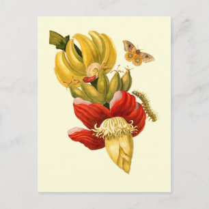 Banaanboombloemen  botanische afdruk briefkaart