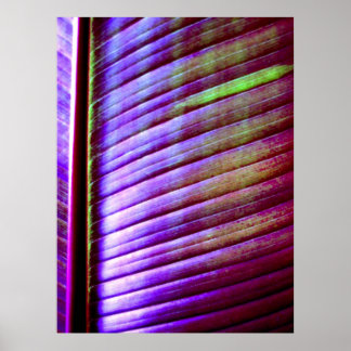 (Banaanleder) Poster afdrukken