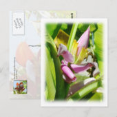 Banaanplant Briefkaart (Voorkant / Achterkant)