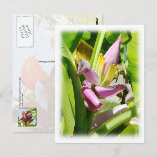 Banaanplant Briefkaart (Voorkant / Achterkant)
