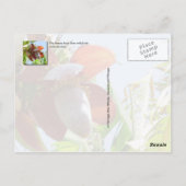 Banaanplant Briefkaart (Achterkant)
