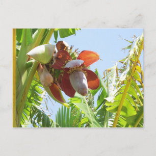 BanaanPlant Briefkaart