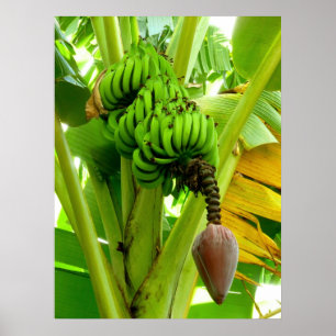 BanaanPlant Poster