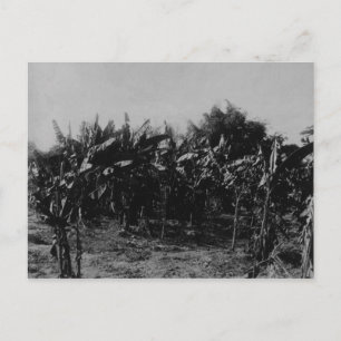 Banaanteelt, Trinidad, c.1891 Briefkaart