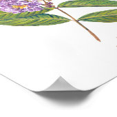 Banaba (Lagerstroemia speciosa) Ph Forest Blooms Poster (Hoek)