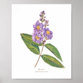 Banaba (Lagerstroemia speciosa) Ph Forest Blooms Poster (Voorkant)