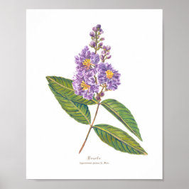 Banaba (Lagerstroemia speciosa) Ph Forest Blooms Poster