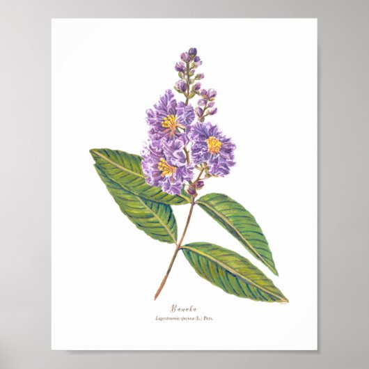Banaba (Lagerstroemia speciosa) Ph Forest Blooms Poster (Voorkant)