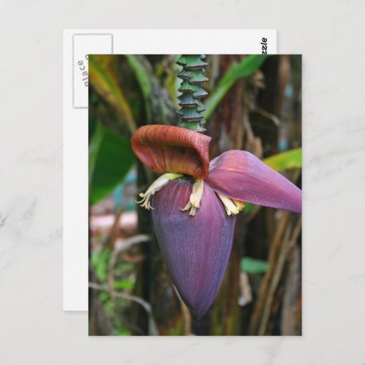 Banana Blossom Briefkaart (Voorkant / Achterkant)