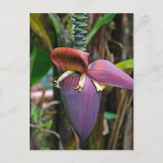 Banana Blossom Briefkaart (Voorkant)