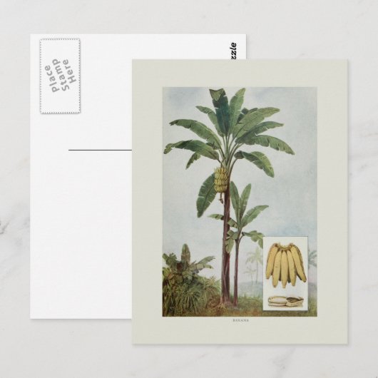 Banana Briefkaart (Voorkant / Achterkant)