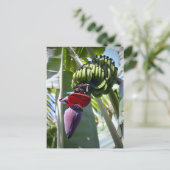 Banana Bunch en Flower Stalk Briefkaart (Staand voorkant)