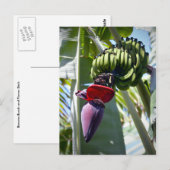Banana Bunch en Flower Stalk Briefkaart (Voorkant / Achterkant)