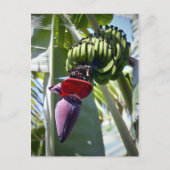 Banana Bunch en Flower Stalk Briefkaart (Voorkant)